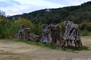 Das Wahrzeichen vom Metamorfosi Beach – Greece