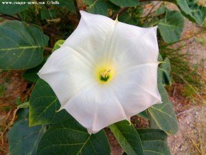 Herrliche Blüte am Metamorfosi Beach – Greece