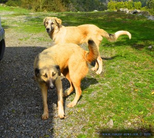 Zwei hübsche wilde Hunde in Greece