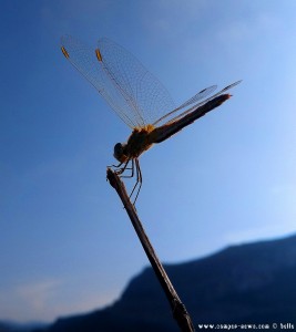 Libelle in Agios Fokas – Greece