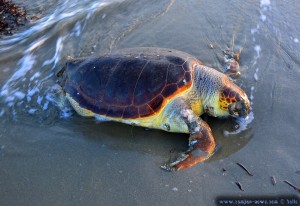 Tote Riesen-Schildkröte am Vivari Beach – Greece