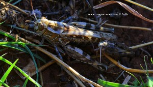 Grasshopper in Ténaro – Greece