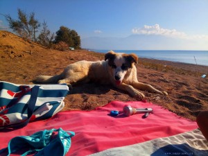 Freundlicher Hund am Avramiou Beach – Greece