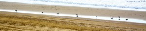 Strandläufer am Paralia Beach – Greece