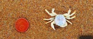 Kleine Krabbe am Kyllini Beach – Greece
