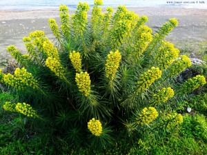 Interessante Pflanze am Kamares Beach – Greece