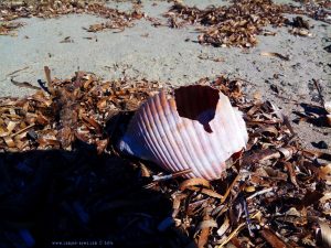 Riesenmuschel - leider kaputt - Vivari Beach – Greece