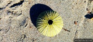 Seeigel- Skelett am Vivari Beach – Greece