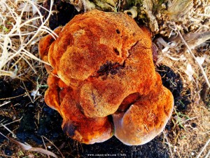 Pilz am Lagkouvardos Beach – Greece