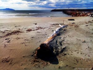 Das Treibholz am Vivari Beach – Greece