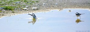 Vögel nehmen ein Bad am Vivari Beach – Greece