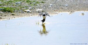 Vogel nahm ein Bad am Vivari Beach – Greece