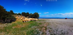 Schafe am Cheronisi Beach – Greece