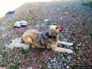 Nicol mit Hunde-Parfüm - Cheronisi Beach – Greece