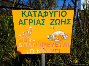 Enten und Schildkröten auf dem Weg - Cheronisi Beach – Greece