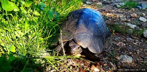 Schildkröte am Cheronisi Beach – Greece