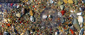 Medusa at Metamorfosi Beach – Greece