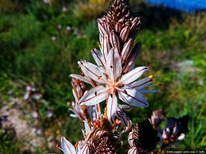 Hübsche Sternenblüte am Metamorfosi Beach - Greece