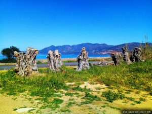 Das Wahrzeichen vom Metamorfosi Beach - Greece