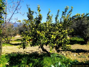 Unser Zitronenbaum am Metamorfosi Beach – Greece