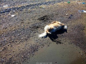 Nicol nimmt Hundeparfüm am Metamorfosi Beach – Greece