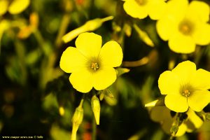 Unbekannte Blume am Metamorfosi Beach – Greece