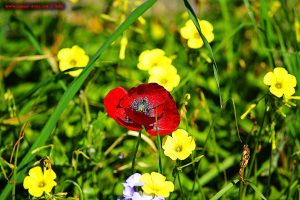 Klatschmohn am Metamorfosi Beach – Greece