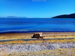 Nicol am Paralimni / Kalogera Lagoon - Cape Araxos – Greece