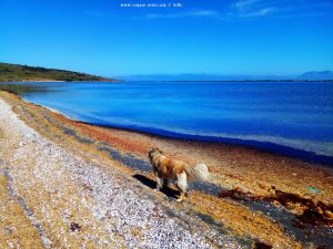 Nicol am Paralimni / Kalogera Lagoon - Cape Araxos – Greece