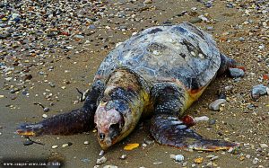 Verendete Riesenschildkröte in Paralia bei Patras – Greece