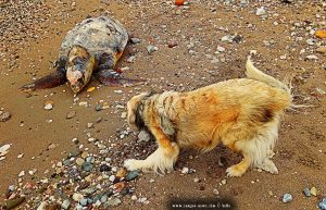 Verendete Riesenschildkröte in Paralia bei Patras – Greece