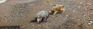 Verendete Riesenschildkröte in Paralia bei Patras – Greece