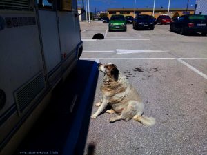 Überfütterter Hund am SKLAVENITIS - Preveza Greece