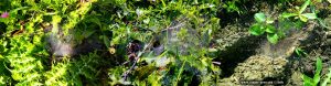 Spinnennetze mit Morgentau - Anaktorio – Greece
