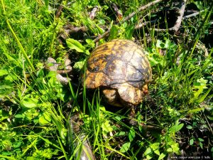 Schildkröte in Anaktorio – Greece