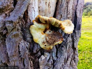 Pilz am Baumstamm vom verkohlten Baum - Anaktorio – Greece