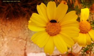 Vielen Dank für die Blumeeeeeen – vielen Dank – wie lieeeeb von Diiiir - Pachi – Greece