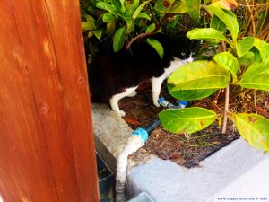 Nicol spürt jede Katze auf - Pachi – Greece