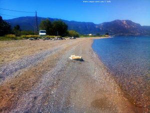 Nicol fühlt sich wohl - Akti – Greece