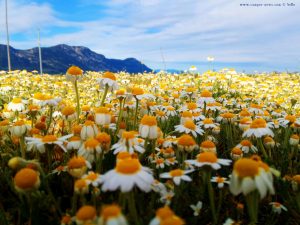 Ein Meer von Kamille-Blüten - die Perspektive macht es aus - Akti – Greece