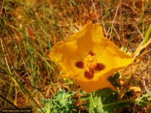 Gelber Hornmohn in Akti – Greece