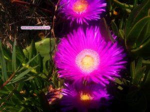 Essbare Mittagsblume am Cap Drepano – Greece