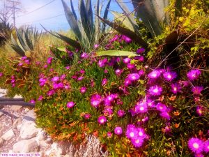 Blütenpracht der essbaren Mittagsblume am Strand von Cap Drepano – Greece