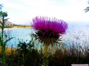 Distel am Amarilidos Beach – Greece