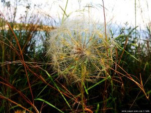 Riesen-Pusteblume am Amarilidos Beach – Greece