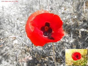 Klatschmohn - Amarilidos Beach - Greece Selected Colors