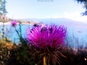 Wilde Artischocke - Cynara cardunculus">cardunculus – heute mit Besuch von Kafern