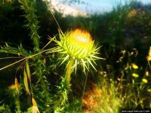 Wilde Artischocke - ungeöffnet - Amarilidos Beach – Greece