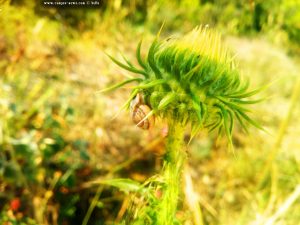 Wilde Aritschocke - ungeöffnet - mit Schnecke - Amarilidos Beach – Greece