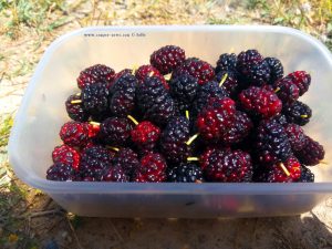 Brombeeren vom Baum am Amarilidos Beach – Greece